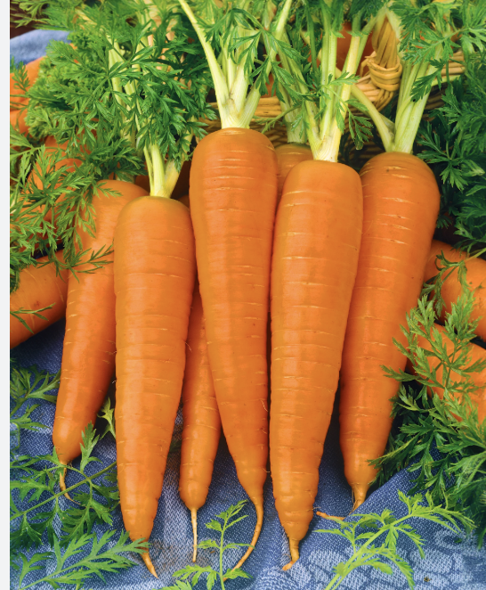 Carrot Flute Workshop